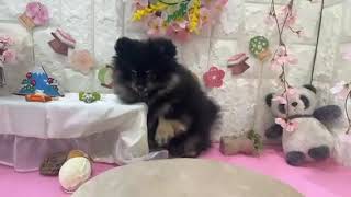 ポメラニアンの動画01