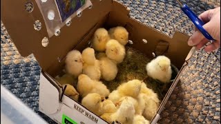How we Raise Baby CHICKS Without a Heat Lamp