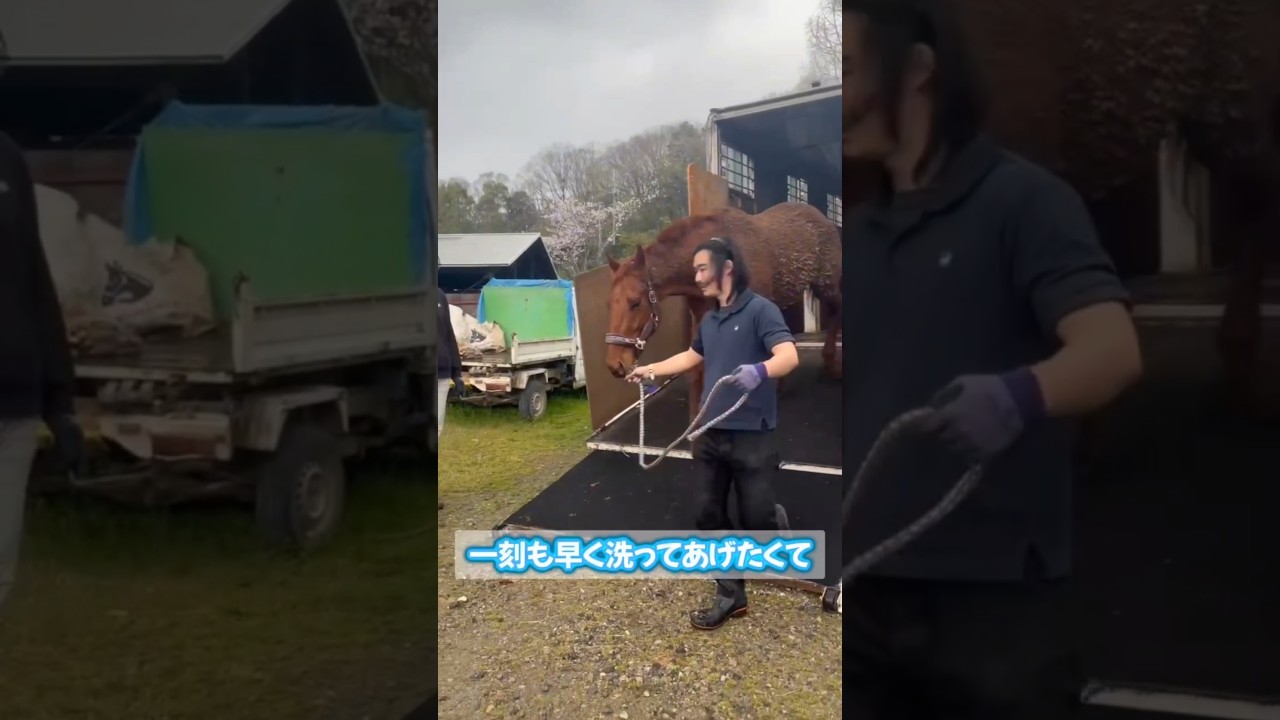 【2026.04.03】51番目の栗毛の子🐴ホースレストに到着シーン！#引退馬 #肥育場 #horse #馬 #養老牧場 #乗馬