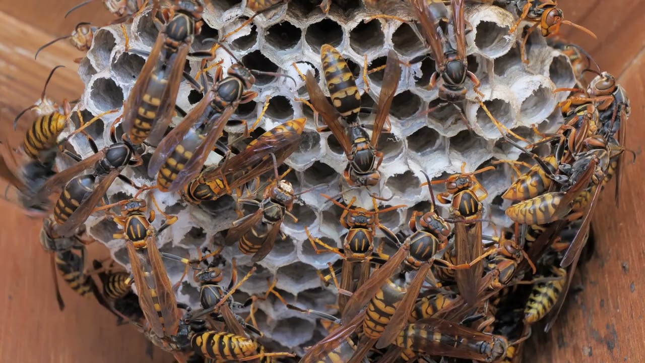 アシナガバチの巣　Paper wasp nest