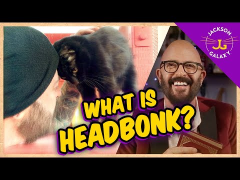 What is HEAD BONK? | Cat Daddy Dictionary