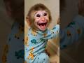 Monkey Laughing