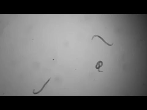 シベリア:これらの生き物は46,000年ぶりに永久凍土から目覚めた