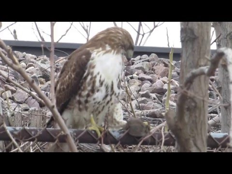 Hawk with Freshly Caught Rat in Chicago