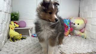 シェットランドシープドッグの動画01