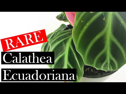 calathea paraziták vermox antihelminthic gyógyszer