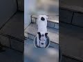 Stupid Sheep Funny Dog