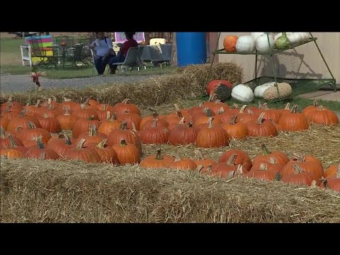 download lagu mp3 mp4 Pumpkin Patch Oklahoma, download lagu Pumpkin Patch Oklahoma gratis, unduh video klip Pumpkin Patch Oklahoma