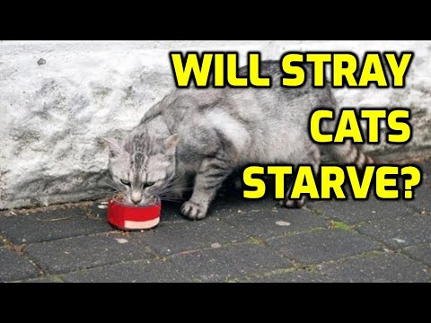 What Happens If I Stop Feeding Stray Cats?