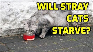 What Happens If I Stop Feeding Stray Cats