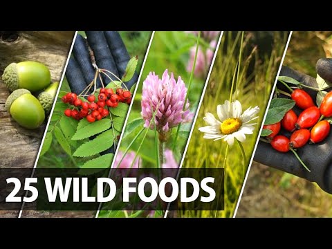 25 Edible Plants, Berries and Trees for Wilderness Survival