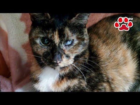 猫のホルネル症候群