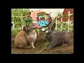 Nick Jr Rabbits Coming Up Next Menu Blue S Clues Maisy 2000