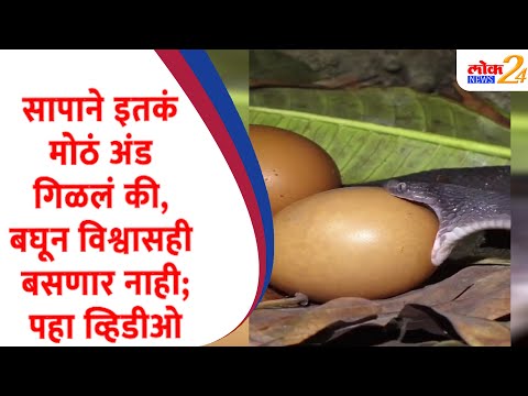 सापाने इतकं मोठं अंड गिळलं की, बघून विश्वासही बसणार नाही;पहा व्हिडीओ  | LOK News 24