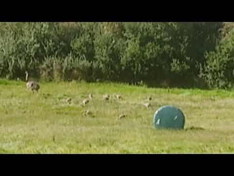 Nandus in mecklenburg