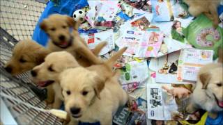 preview picture of video 'Beautiful Golden Retriever Puppies: 6 Weeks Old - Getting Naughtier!'