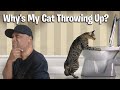 Why S My Cat Throwing Up