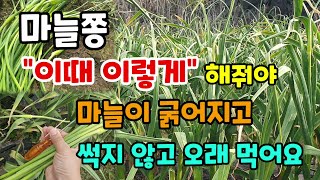 마늘쫑 이때 이렇게 해줘야 마늘이 굵어지고 썩지 않고 오래 먹습니다 #마늘쫑뽑는법