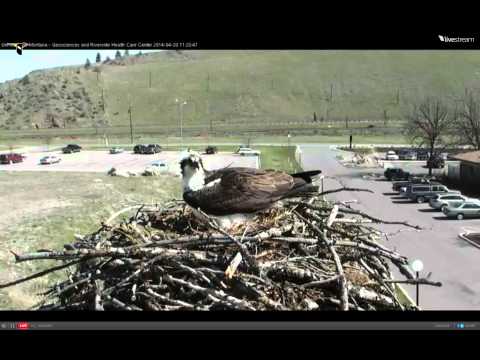 2014 Hellgate Osprey Cam-April 20, 2014 @ 1316 hrs EST. ©lehemt.