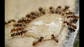How To Get Rid Of Grease Ants / Kitchen Ants