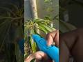 आम के फूल की देखभाल mango plant ki dekhbhal kaise kare