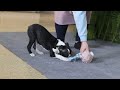 Boston Terrier dogs for sale: Prancer - Video 1