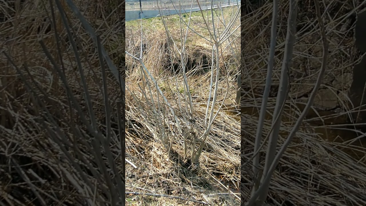 工事中で行けないスズメの宿