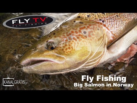 FLY TV - Fly Fishing Big Salmon in Norway (German Subtitles)