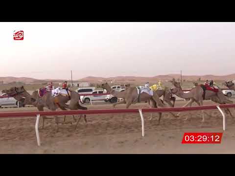 ش 8 (عسيله) لـ محمد سالم محمد بن لوتيه العامري 4:41 ، مهرجان العين 2026/08/02 حقايق الساد