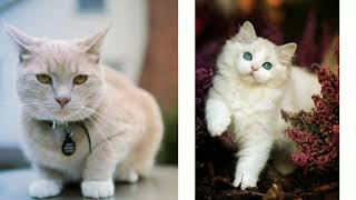 Download lagu Janu Janu Do you love me // funny video 💟💞😁😁 mp3 Download lagu Janu Janu Do you love me // funny video 💟💞😁😁 mp3