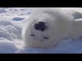 Baby Seal - Being a Baby