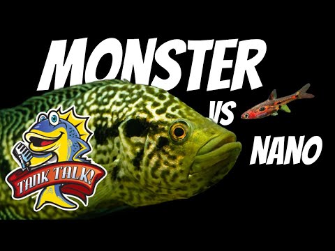 Monster Fish Vs  Nano Fish, A Fierce Debate