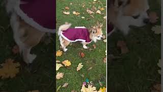 Zimní vesta pro psy tyrkysová s kožíškem 34cm