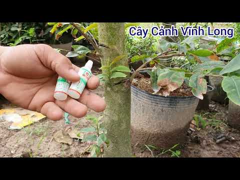 phục hồi mai vàng suy yếu