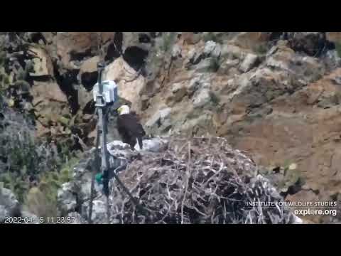 West End   2022 04 16 11 24 22 WE chick flapping sliding down to ledge maybe