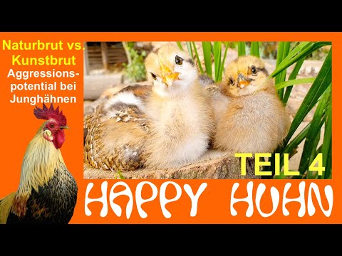 E188 Naturbrut vs. Kunstbrut Teil 4: Aggressionspotential bei jungen Hähnen senken, bei HAPPY HUHN