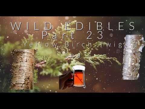 Wild Edibles | Yellow Birch Twig Tea