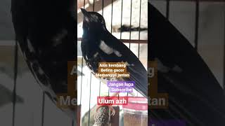 Download lagu anis kembang betina #aniskembangngerol #aniskembangngeplong #aniskembangbetina #aniskembang mp3