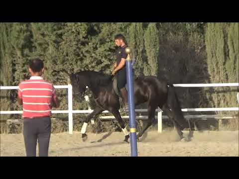 PEGASO, PRE Wallach, geboren 2018