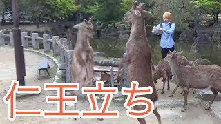 [奈良公園] 鹿をたくさん集めて鹿ノ王に俺はなる！
