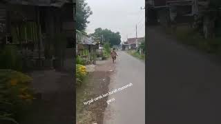 Download lagu Carok Madura mp3 Download lagu Carok Madura mp3
