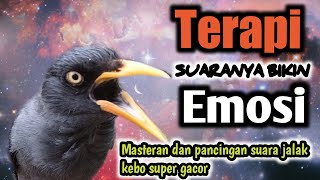 Download lagu TERAPI SUARA JALAK KEBO GACOR | Pancingan Dan Masteran Jalak Kebo Agar Cepat Gacor.Putar Suara Ini, mp3