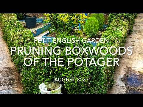 園芸 ツゲの代替品