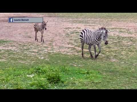 Cape May Zebra Death