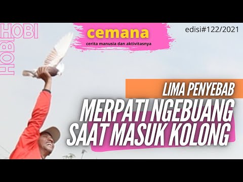 , title : 'CEMANA, edisi 122 LIMA PENYEBAB MERPATI NGEBUANG SAAT MASUK KOLONG'