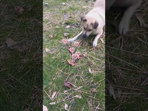 Nadia ❤️ moments 🌿🐾#dogshorts #nadia #cute #fyp