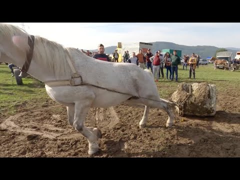 Caii lui dl. Cristi Bendoș de la Sighetu Marmației  Maramureș