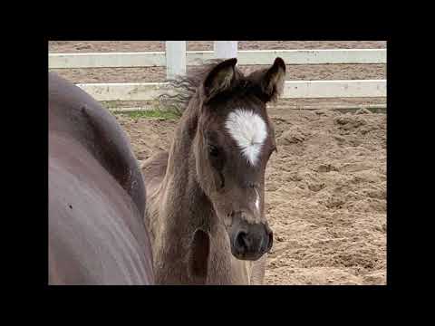 Ponyfohlen-Online-Auktion! -  DR Rapp-Hengstfohlen v. PAV Nachtschwärmer (Nemax)