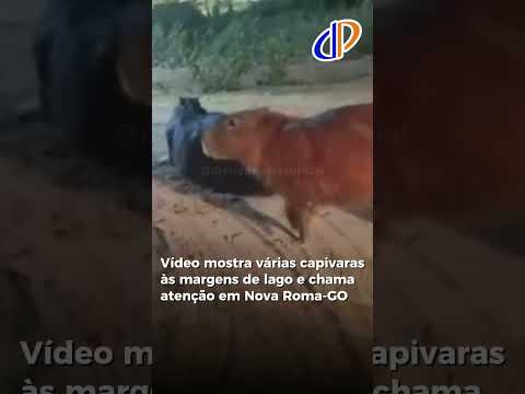 Vídeo mostra várias capivaras às margens de lago e chama atenção em Nova Roma-GO