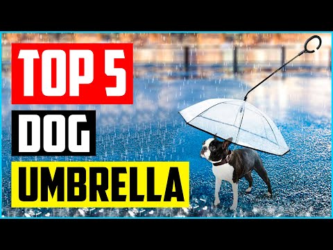 Top 5 Best Dog Umbrella of 2022 Review